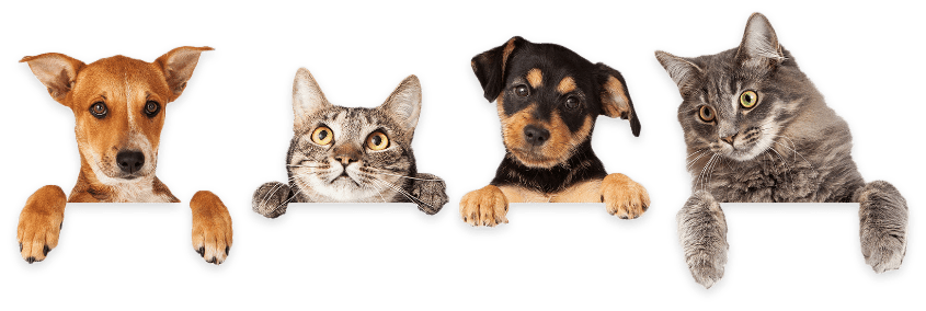 Perros y gatos juntos